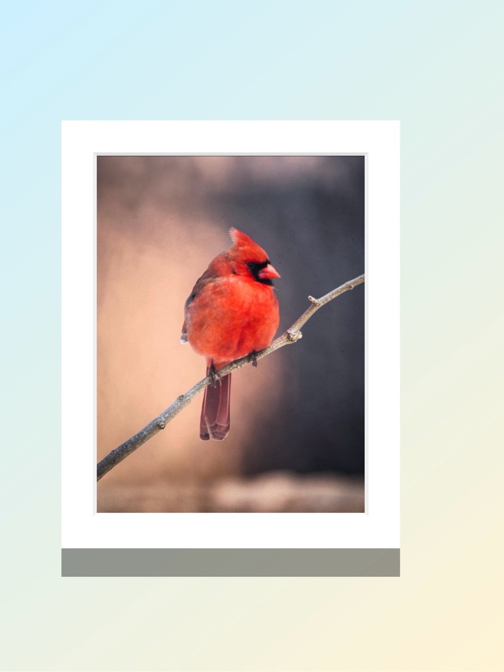 Matted Red Northern Cardinal Bird Wall Art Print - by Joy M Holder